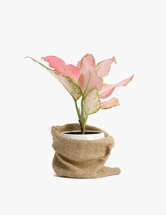 Aglaonema 'Lady Valentine'