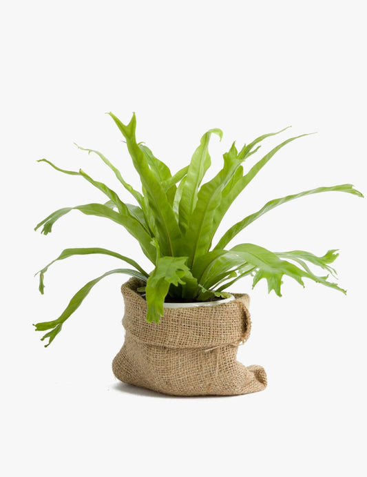 Bird's nest fern
