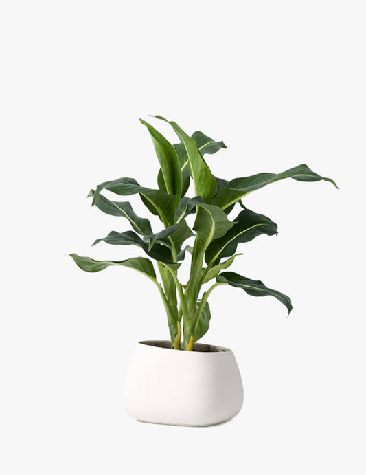 Dracaena Massangeana Corn Plant