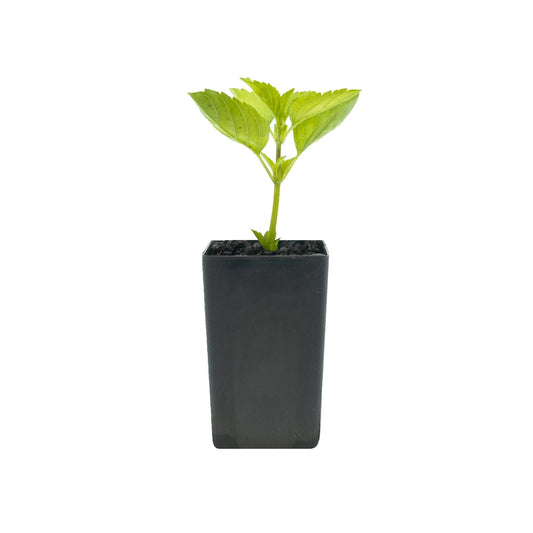 Basil - Perennial Basil