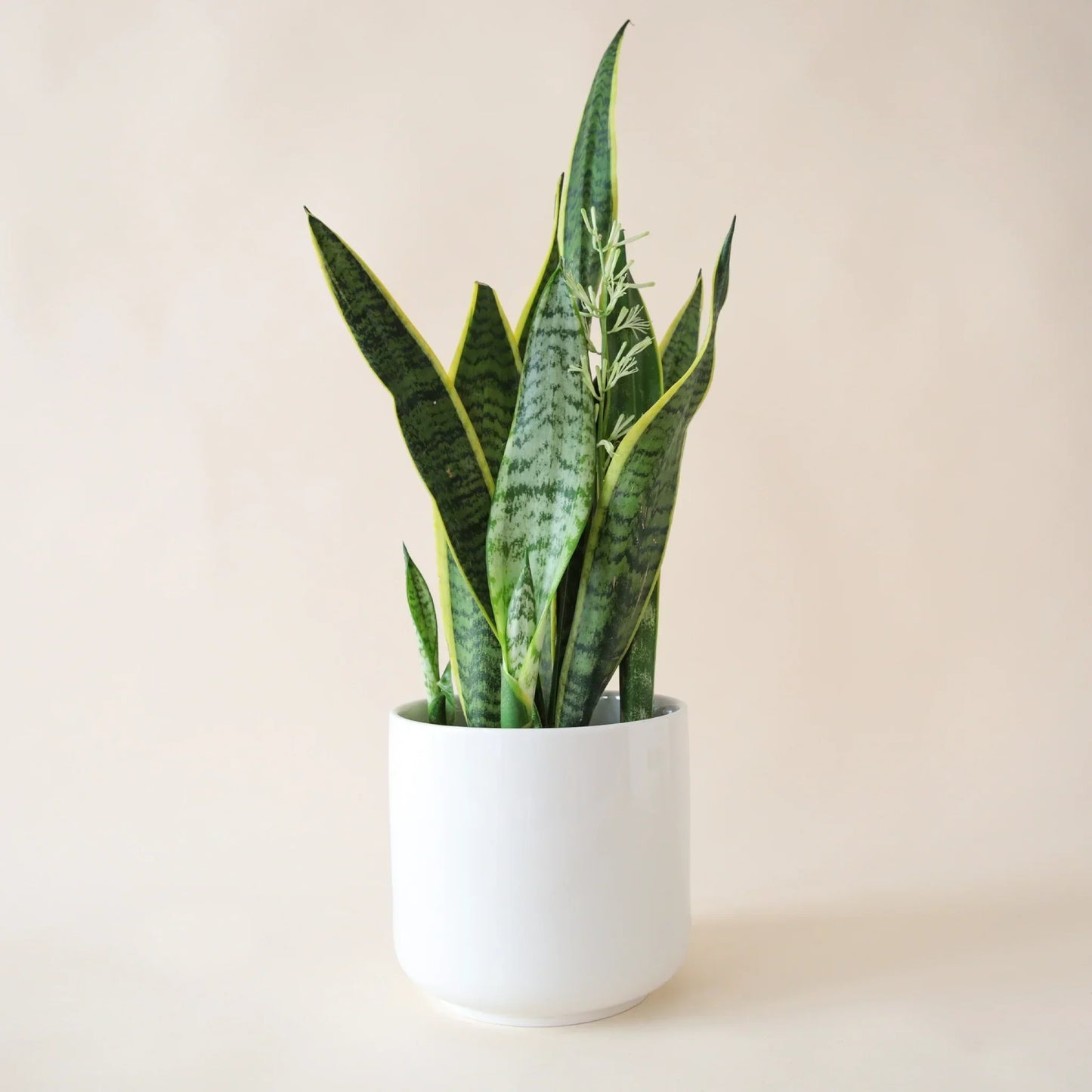 Sansevieria (Snake plant)