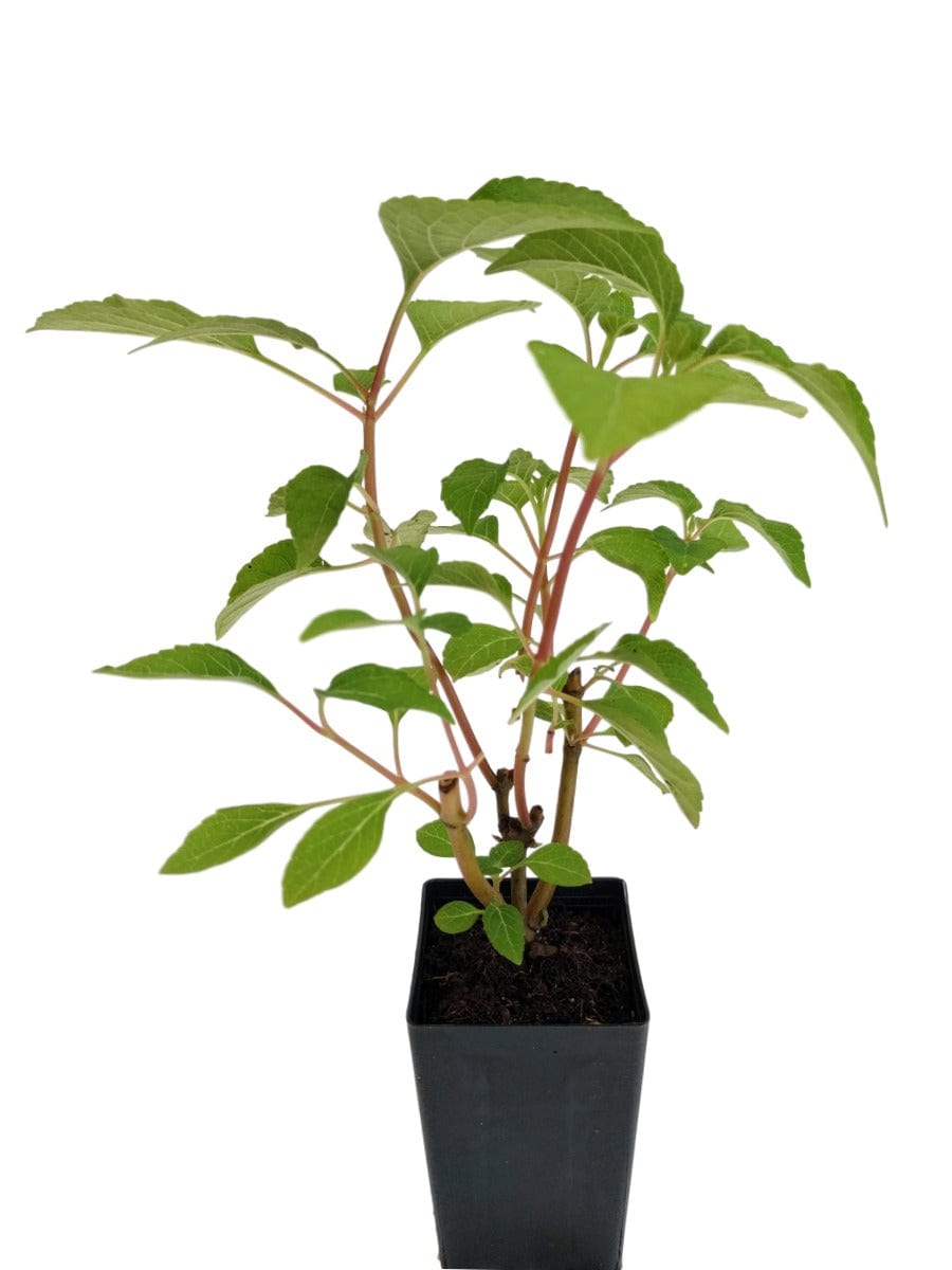 Salvia wagneriana 'Excelsa'