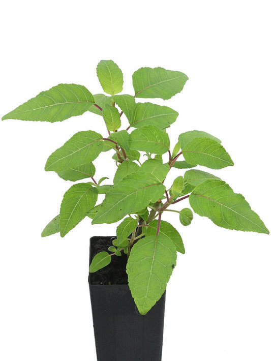 Salvia involucrata 'Pink Icicles'