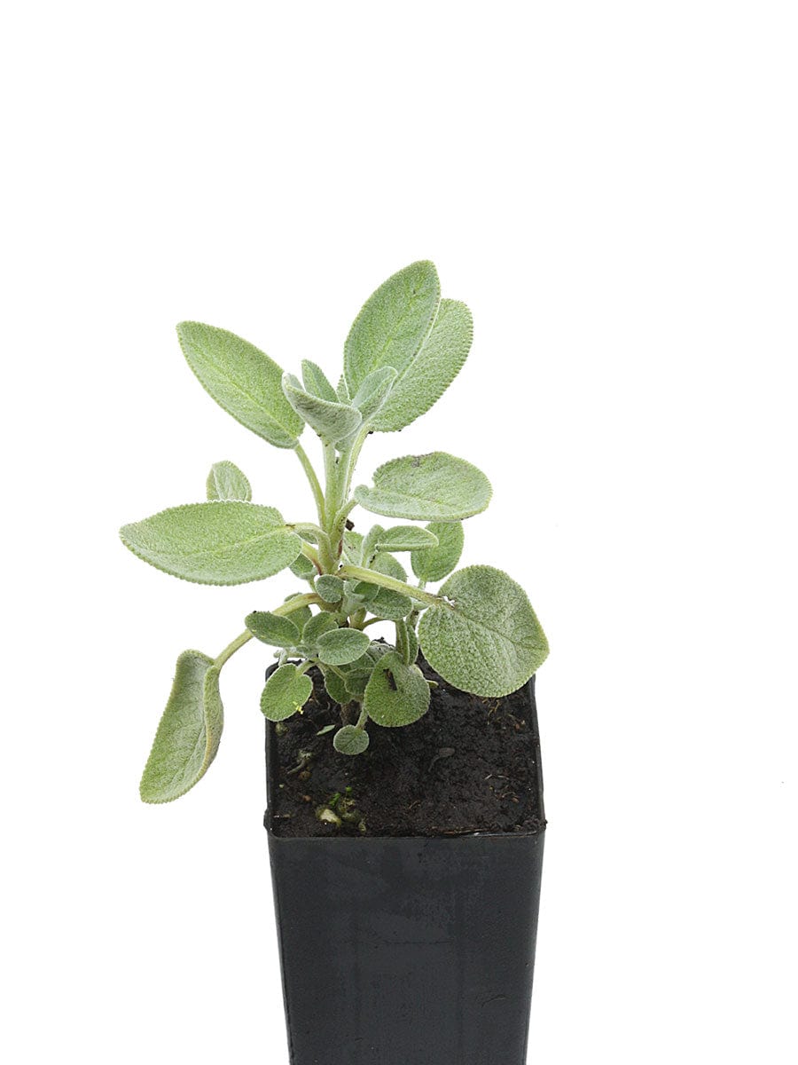 Salvia officinalis 'Berggarten'