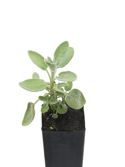 Salvia officinalis 'Berggarten'