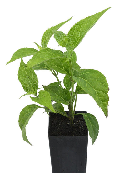 Salvia oxyphora