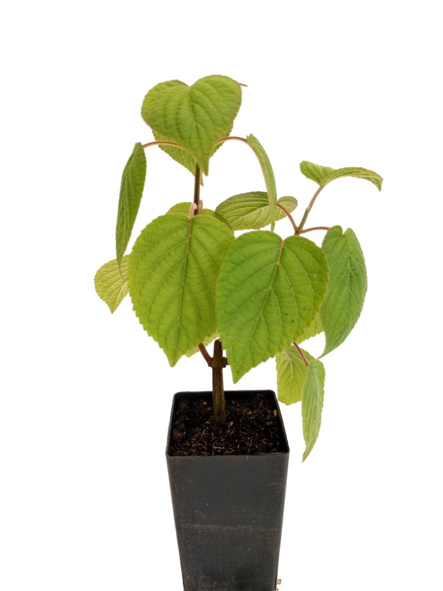 Salvia purpurea
