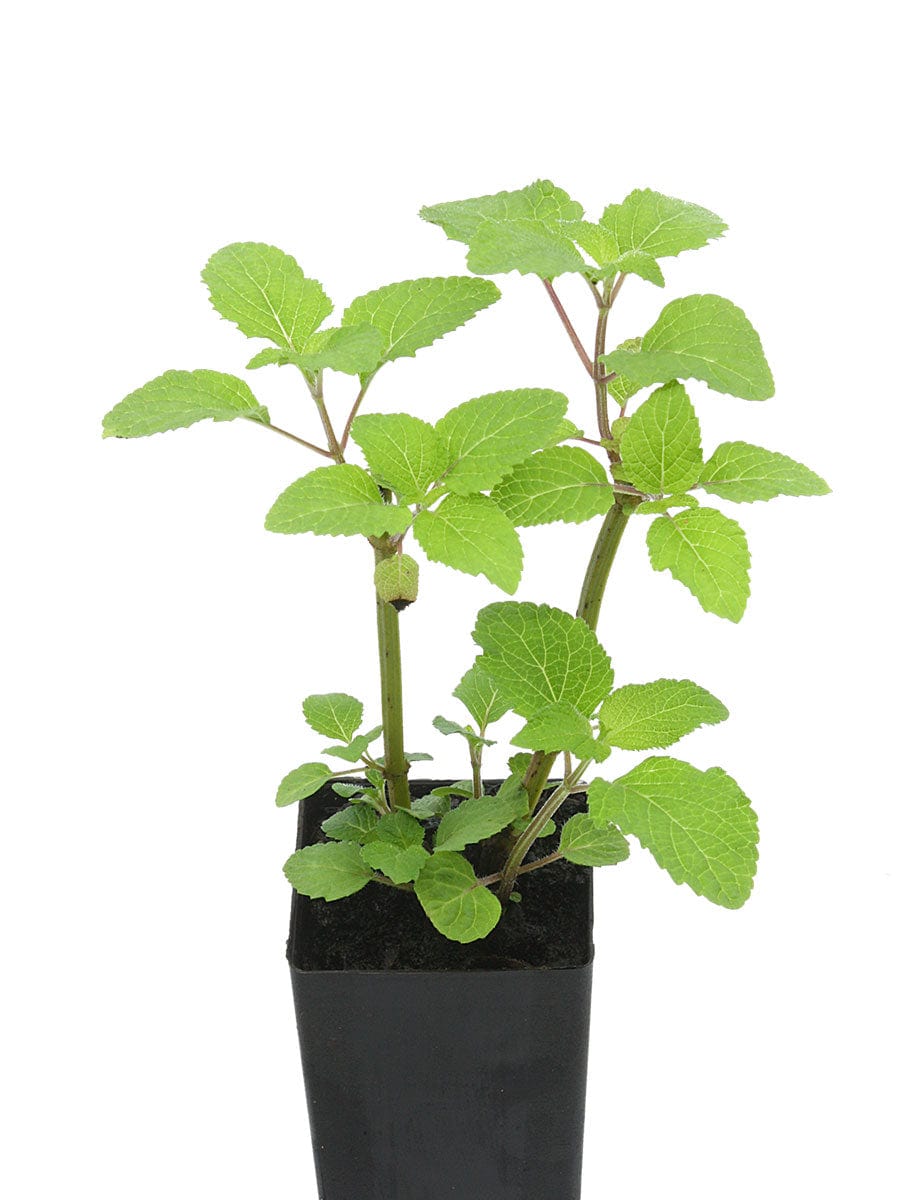 Salvia rubiginosa