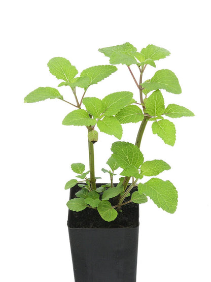 Salvia rubiginosa