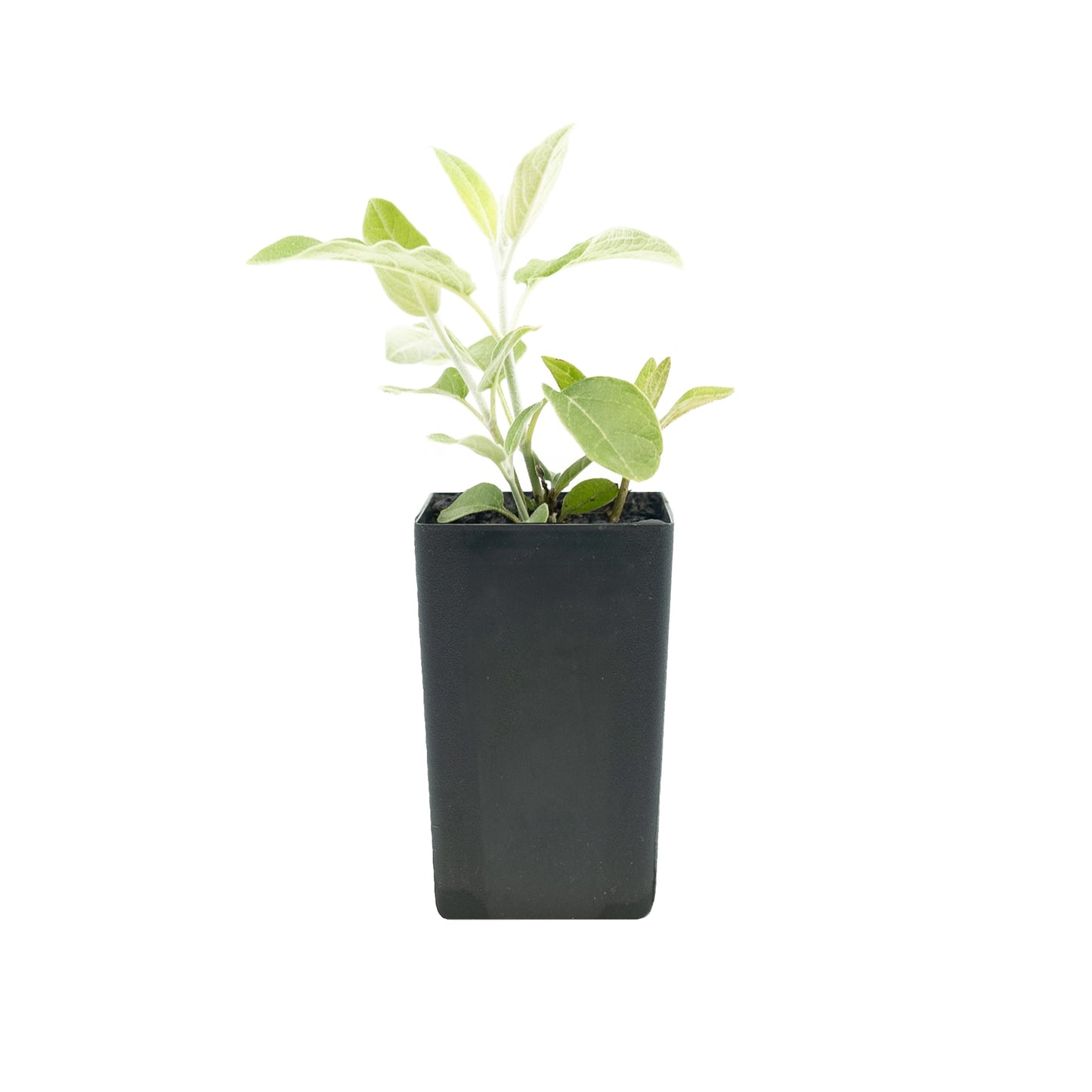 Salvia discolor