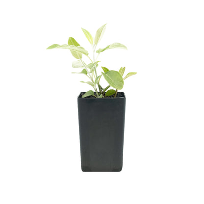Salvia discolor