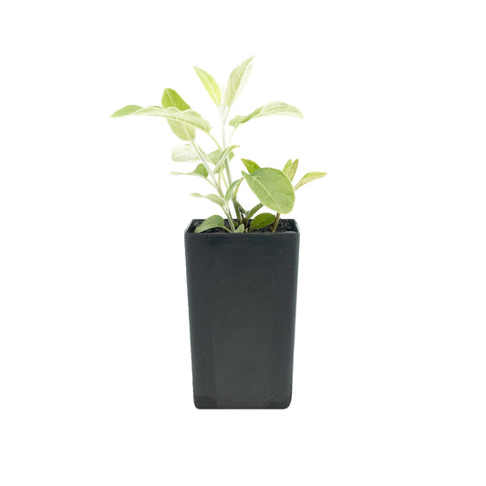 Salvia discolor