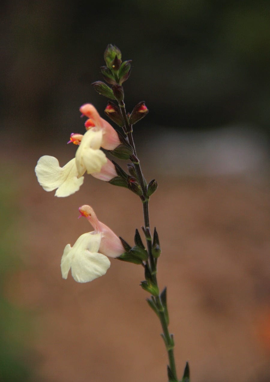 Salvia greggii 'Easter Bonnet'