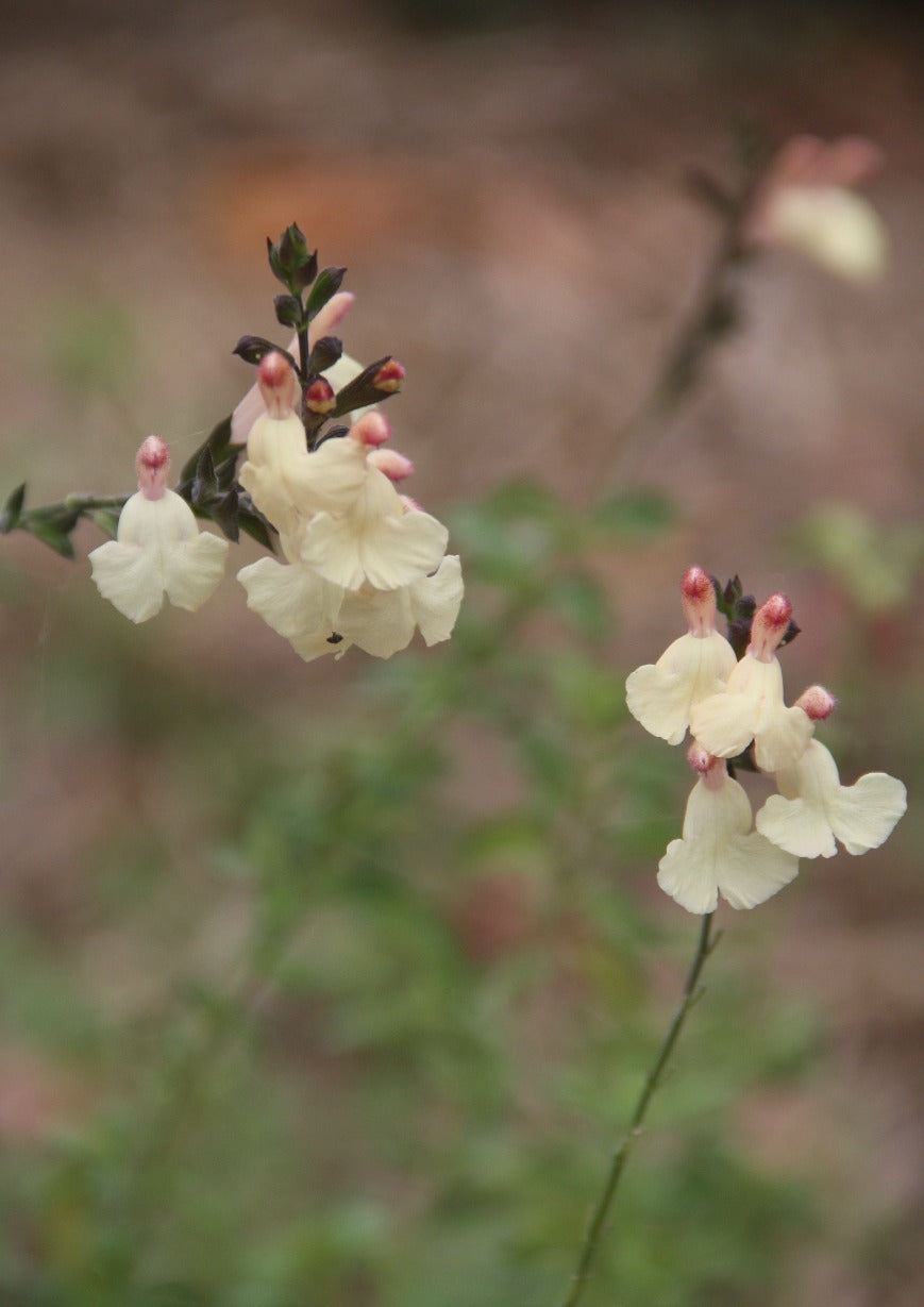 Salvia greggii 'Easter Bonnet'