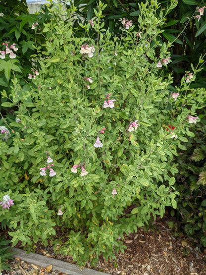 Salvia greggii 'Easter Bonnet'