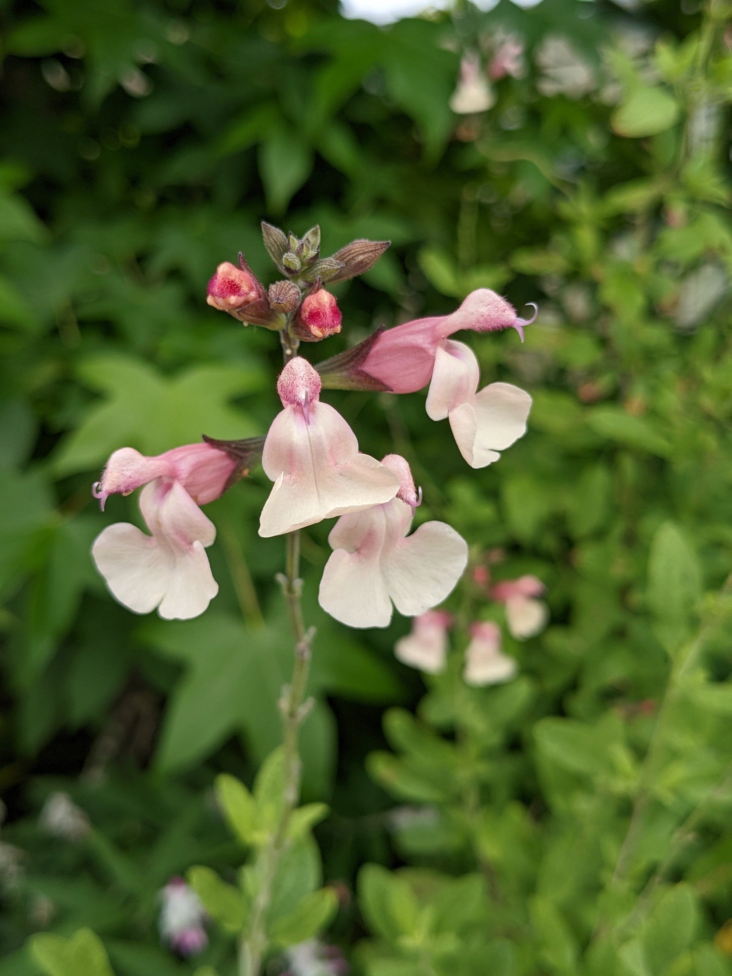 Salvia greggii 'Easter Bonnet'
