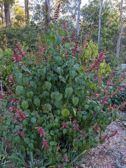 Salvia splendens 'Ellie'