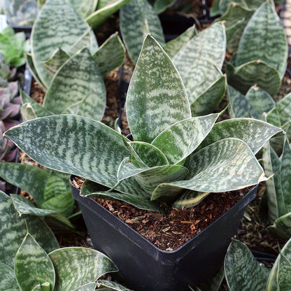 Sansevieria trifasciata 'Hahnii'
