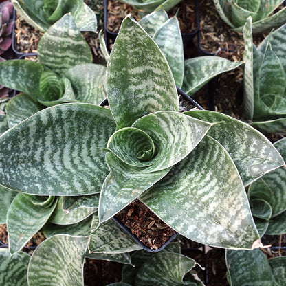 Sansevieria trifasciata 'Hahnii'