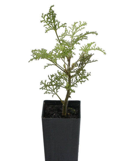 Scented Geranium African Spice