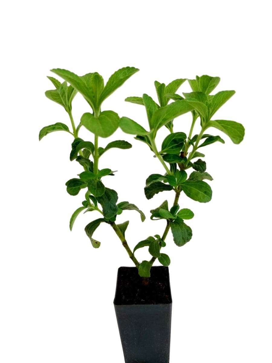 Stevia