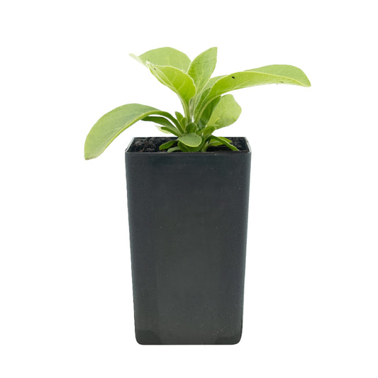 Ashwagandha/Indian Ginseng