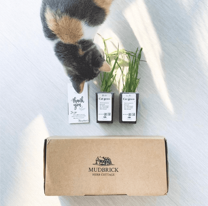 cat and cat grass plant