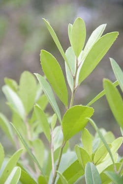 Yerba Mate